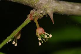 Image result for Zanthoxylum tenuipedicellatum