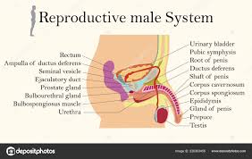 Education Chart Of Biology For Male Reproductive System