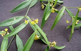 Image result for Secamone