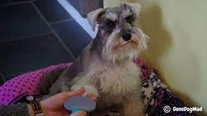 Find the mats and tangles. How To Detangle Matted Dog Hair 7 Lifesaving Tools