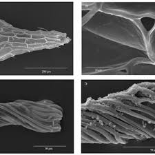 Image result for Dissotis pachytricha