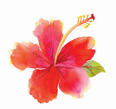 Known as the celebratory flower in malay, the hibiscus will be the central theme of the orange concourse on lg2 this raya from now until 9th june. Bungaraya Island Resort Home Facebook