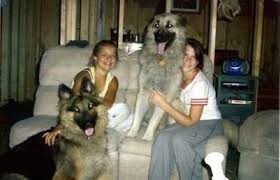 Check spelling or type a new query. King Shepherd Dog Breed Information And Pictures
