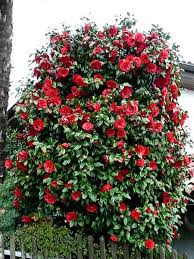 Kamelie Camellia Japonica Pflanzen Schone Blumen Blumen Anbauen