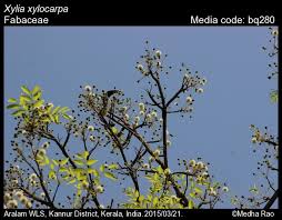 Image result for Bussea xylocarpa