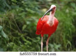 1,283 likes · 58 were here. Free Rode Ibis Art Prints And Wall Artwork Freeart