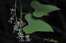 Image result for Tinospora orophila