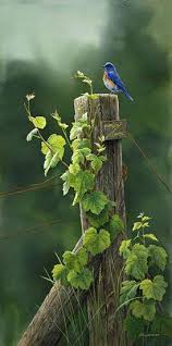 Birds That Sing In The Morning Australia Pin By Brendy S Paint Studio On I See Birds Painting Birds Blue Bird