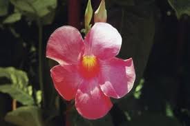 We did not find results for: Sick Mandevilla Plant