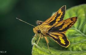 Image result for Ochlodes sylvanus