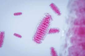 Maybe you would like to learn more about one of these? Cell Organelles Animal And Plant The Definitive Guide Biology Dictionary