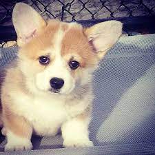 7 Week Old Corgi Puppy Corgi Puppy Cute Animals Puppies