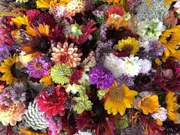 Walking distance to msu campus and downtown bozeman. Introducing Calliope Flowers Farm Happenings At Strike Farms Harvie