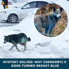 Image result for Royal Blue 1986 Radiation Group