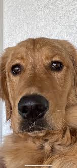 Alguien más tiene un golden que siempre tiene la cara de "nunca me han dado  un premio, un juguete, o me han acariciado en toda mi vida"? :  r/goldenretrievers