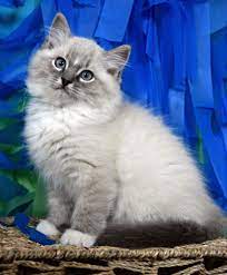 Pin On Meow