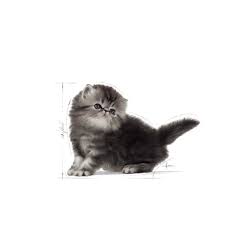 Royal Canin Kitten Persian Kuru Kedi Mamasi 2 Kg En Uygun Fiyat
