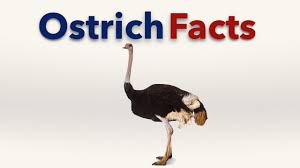 You will find a few definitions for the verb spell. Download Ostrich Facts In Hd Mp4 3gp Codedfilm