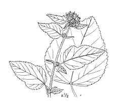 Image result for Melochia corchorifolia