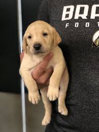 Lancaster puppies has one for you! 55 Labrador Retriever Puppies Dogs For Sale Ideas Labrador Retriever Puppies Labrador Retriever Puppies