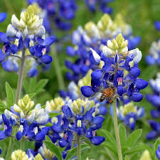 Bluebonnet coloring page is free hd. Texas Bluebonnet Seeds Lupinus Texensis American Meadows