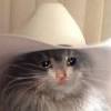 White kitten cat in cowboy hat and usa pet cat coat riding horse cowboy hat white tabby kitten cat in cowboy hat. Https Encrypted Tbn0 Gstatic Com Images Q Tbn And9gcqa7vqrn Dxv8mg Mg1cmqwaumlpjv0bjrob Nd5opaqwmv2orf Usqp Cau