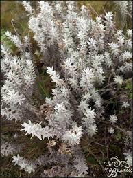 Image result for Helichrysum nitens