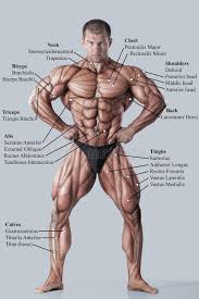 Understanding the makeup of the body and the muscle names is key to help develop it. Joan On Twitter Body Muscle Anatomy Muscle Anatomy Man Anatomy