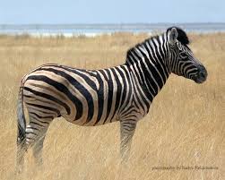 Zebra Photo Print African Wildlife Photography Zebra Wall Etsy In 2020 Zebras Animal Zebras Animal Planet