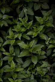 Jika anda tidak menemukan resolusi tepat yang anda cari, maka gunakan. Swedia Stockholm Kastellholmen Wallpaper Iphone Bunga Bunga Hijau Di Luar Ruangan Piqsels