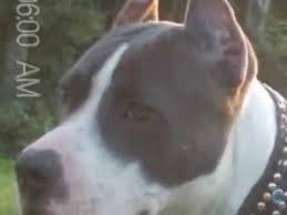 We're so excited for you and we know you'll give your new companion a great, loving home. Pitbull Ear Crop Styles Youtube