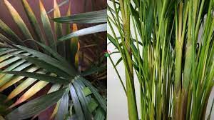 The areca palm is a clustering palm that grows in tropical to many temperate climate zones, gets a mature height of fifteen to forty feet, and has trunk diameters of two to four inches. Why Are My Areca Palm Leaves Turning Yellow Solved Garden For Indoor