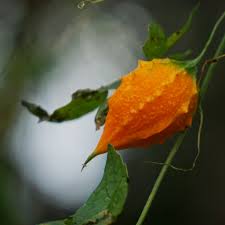 Image result for Momordica pterocarpa