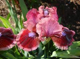 Photo Of The Bloom Of Standard Dwarf Bearded Iris Iris Cat S Eye Posted By Paul2032 Garden Org Bearded Iris Iris Beautiful Flowers