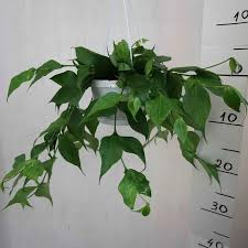 Image result for Ochna polyneura