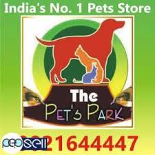 We did not find results for: Dog Puppies Persian Kitten The Pets Park 9021644447 Porbandar Free Classifieds