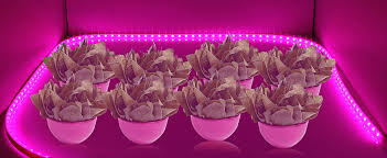 We did not find results for: Full Spectrum Led Grow Light Strip