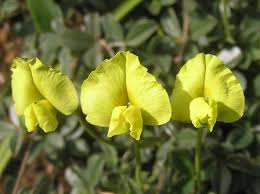 Image result for Lotononis bainesii