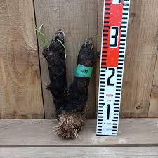 Image result for Xerophyta trichophylla