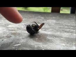 Before deciding on how to get rid of carpenter bees, please consider the environmental importance of bees. Carpenter Bees Vs Wd 40 Country Life Youtube
