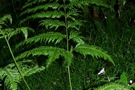 Image result for Pteris dentata