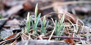 Was im februar zu tun ist. Langsames Erwachen Der Pflanzen Was Im Februar Im Garten Zu Tun Ist Kolner Stadt Anzeiger