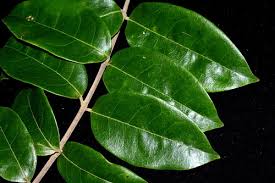 Image result for Monimiaceae