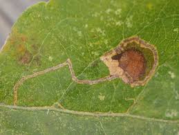 Image result for Stigmella basiguttella