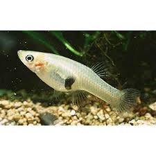 Nonindigenous Aquatic Species