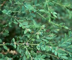 Image result for Buxus acutata