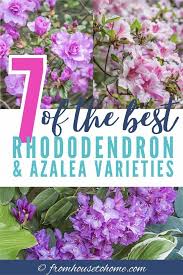 Rhododendron Varieties 7 Of The Best Azaleas And Rhododendrons For Your Garden Gardening From House To Home In 2020 Shade Loving Shrubs Azaleas Shade Plants
