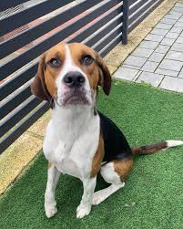 Image result for Harrier dog