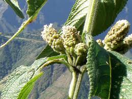 Image result for Lippia abyssinica