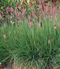 Image result for Melinis longiseta